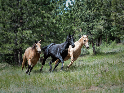Horseback Riding