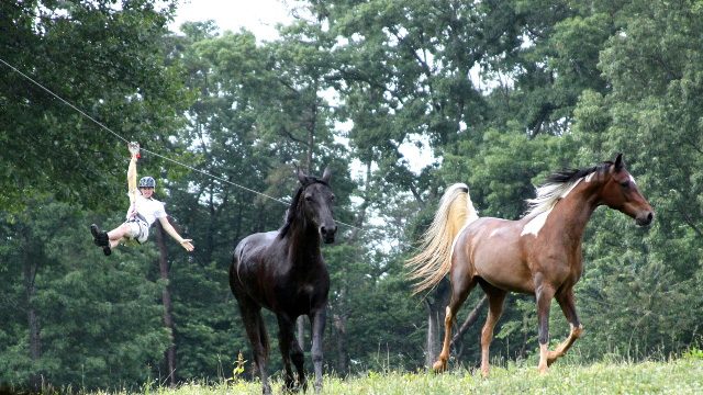 Sunburst Stables/Zipline Tours