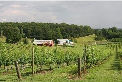 Three Sisters Vineyards
