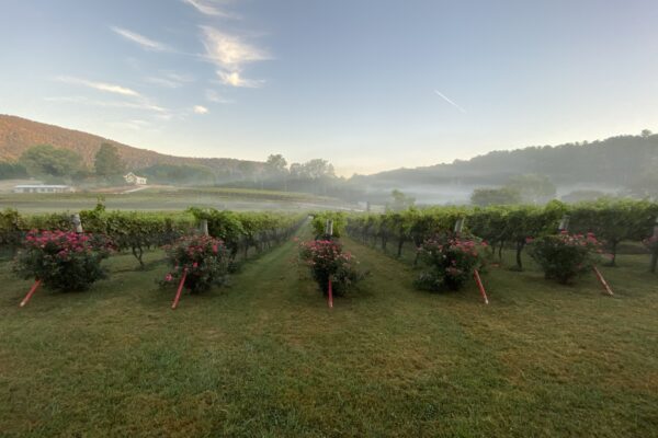 Stonewall Creek Vineyards