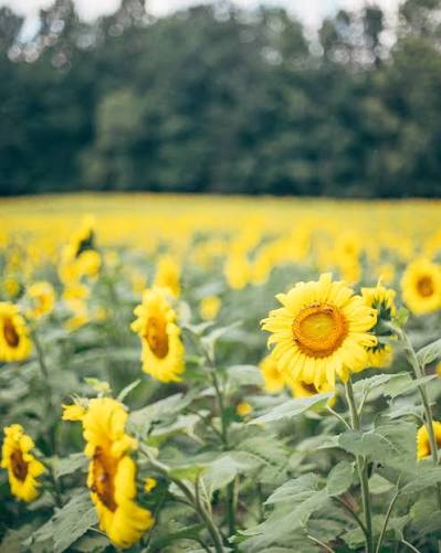 Sunflowers and Selfies