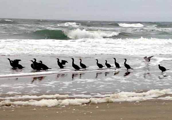 Cormorants