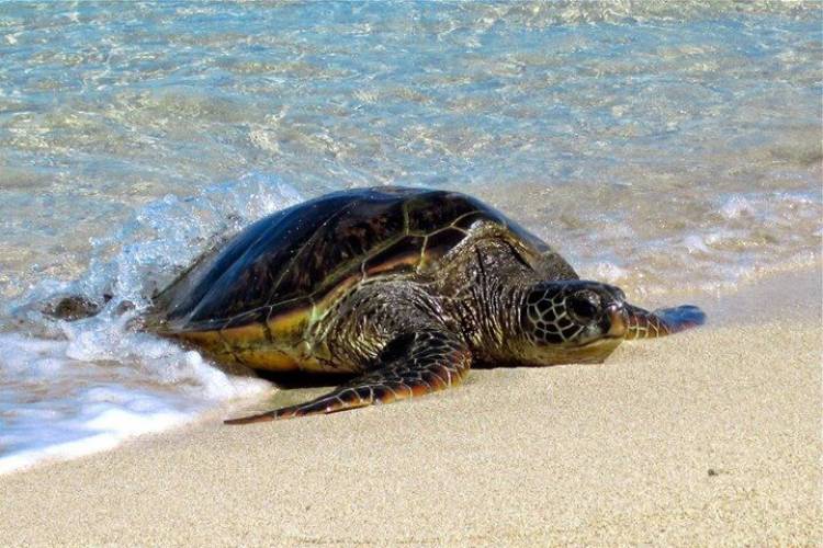 Navigating Depths Dive World Sea Turtles