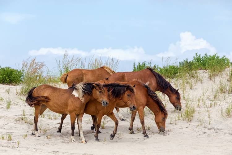 Saltwater Pony Tours