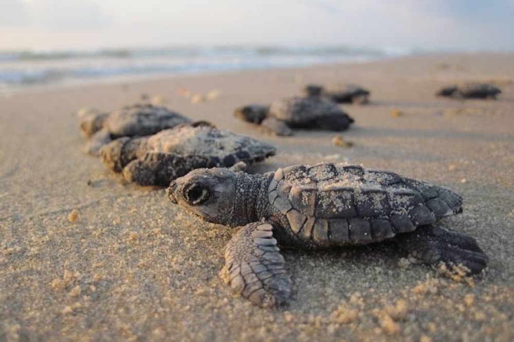 baby sea turtles on the beach