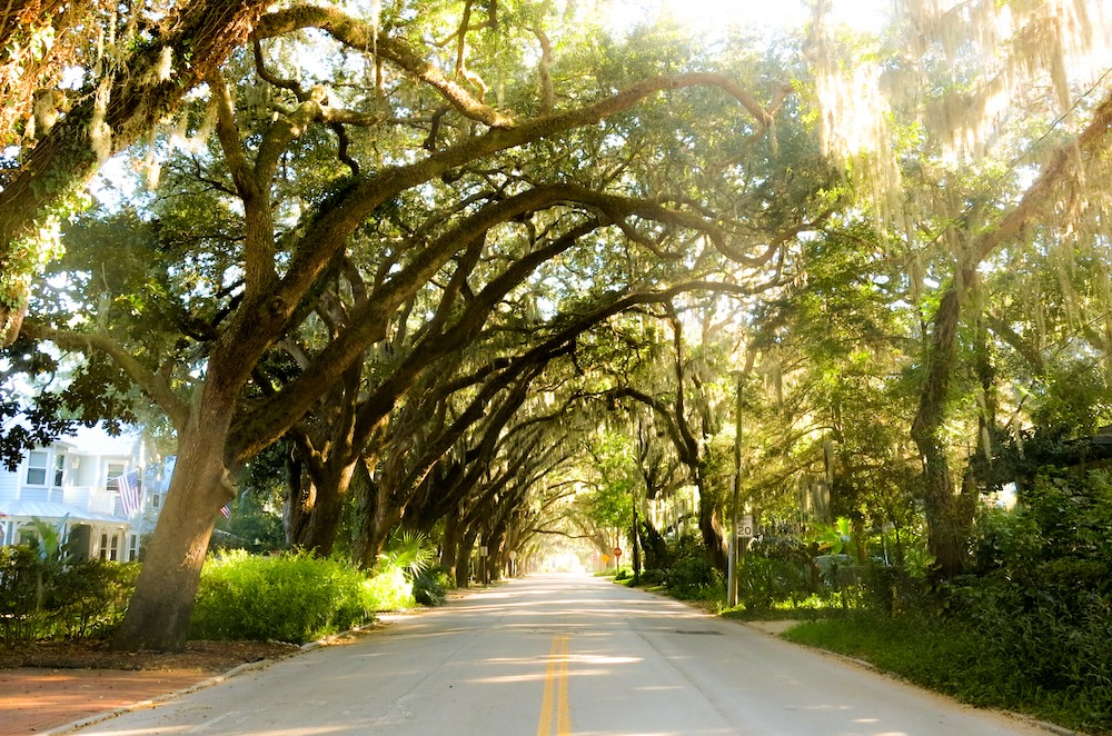 Beautiful magnolia trees overhang along Magnolia Ave. in St. Augustine, FL. Named one of the most beautiful streets in America.