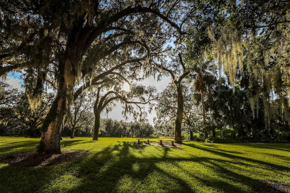 spanish moss hanging on trees in a pretty park