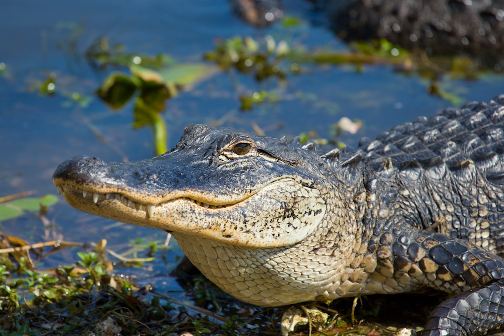alligator in water