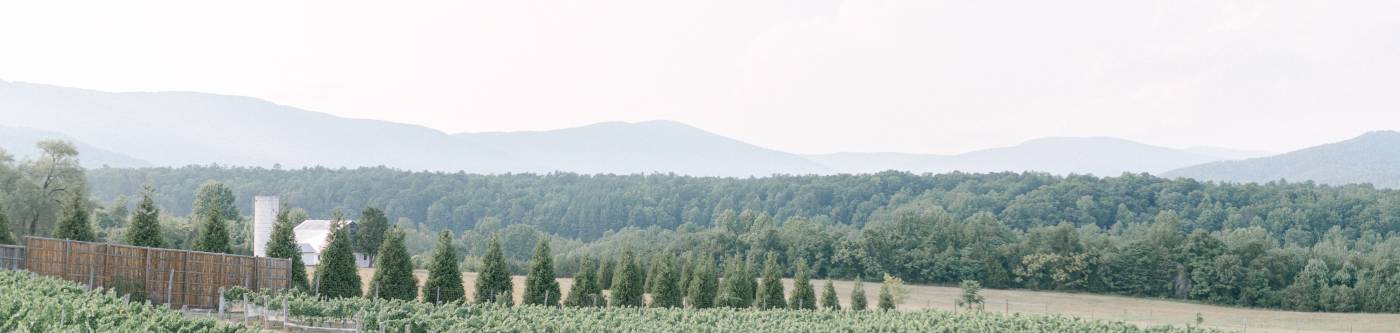 View of the Stinson Vineyards