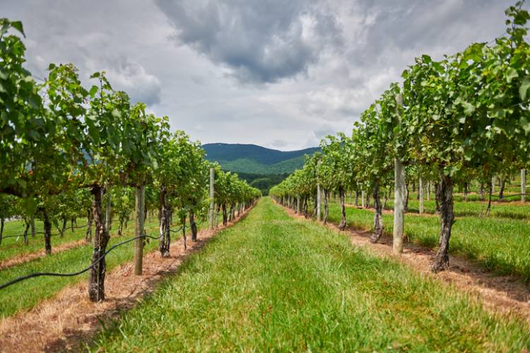 Why You Should Stay in a Charlottesville Vacation Rental