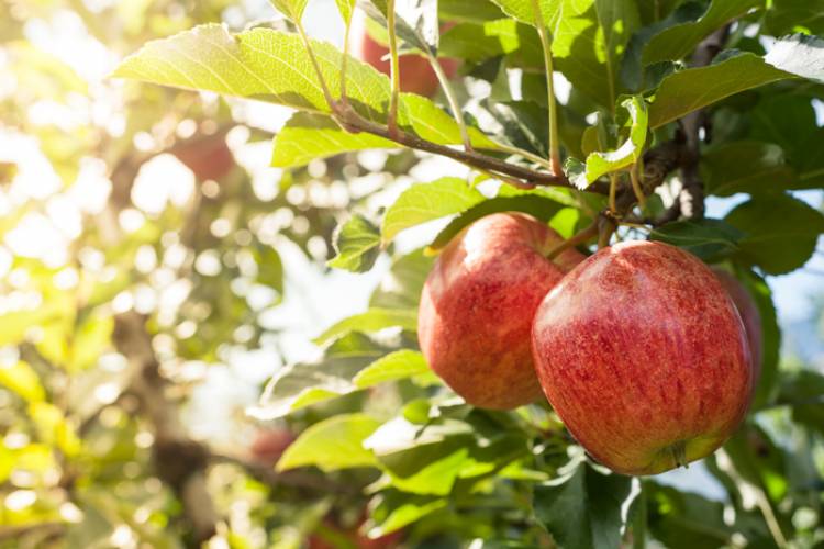 Ablemarle CiderWorks