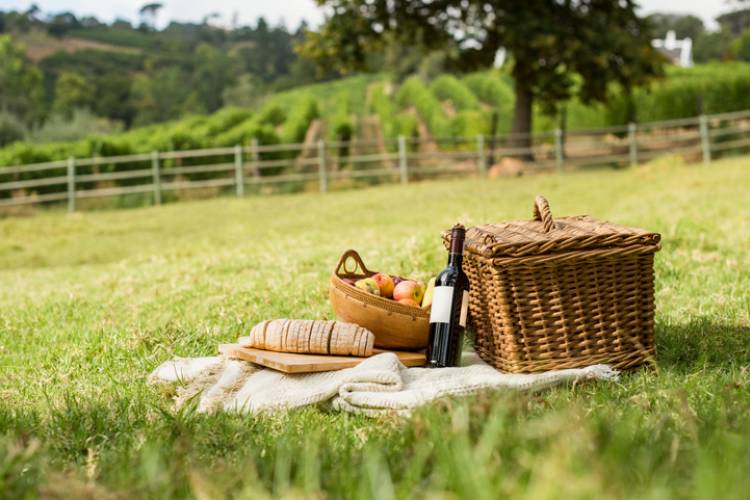 A picnic setup in a vineyard
