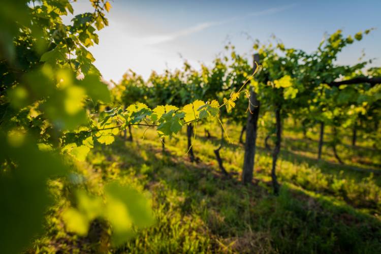 King Family Vineyards