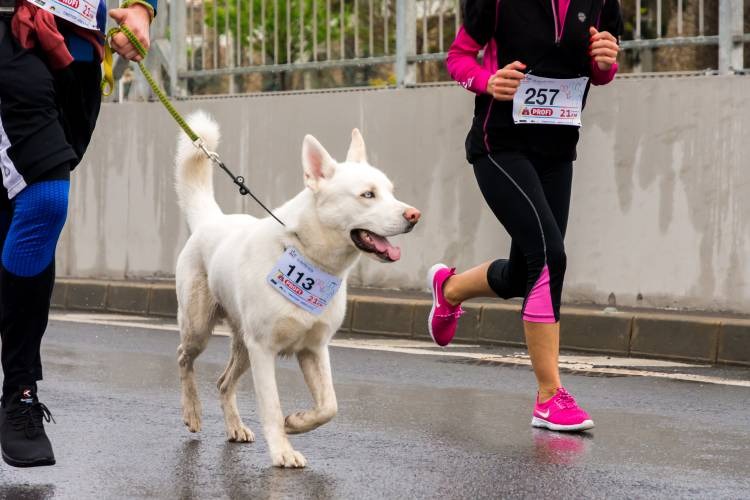 bow-WOW-walk