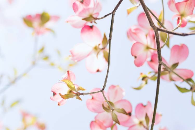 Dogwood Grand Parade