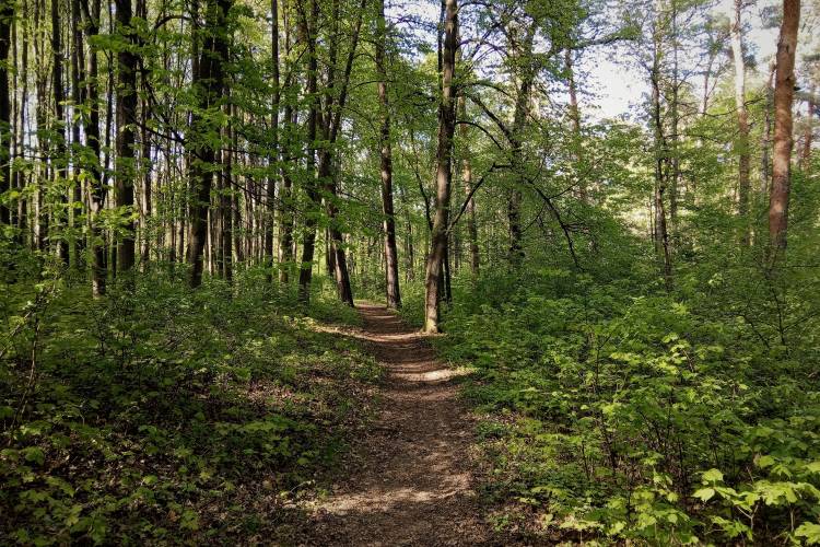 Loop de’Ville Trailfest
