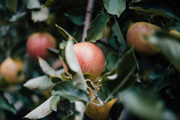 apple orchard Charlottesville VA