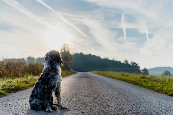 dog pet friendly rental