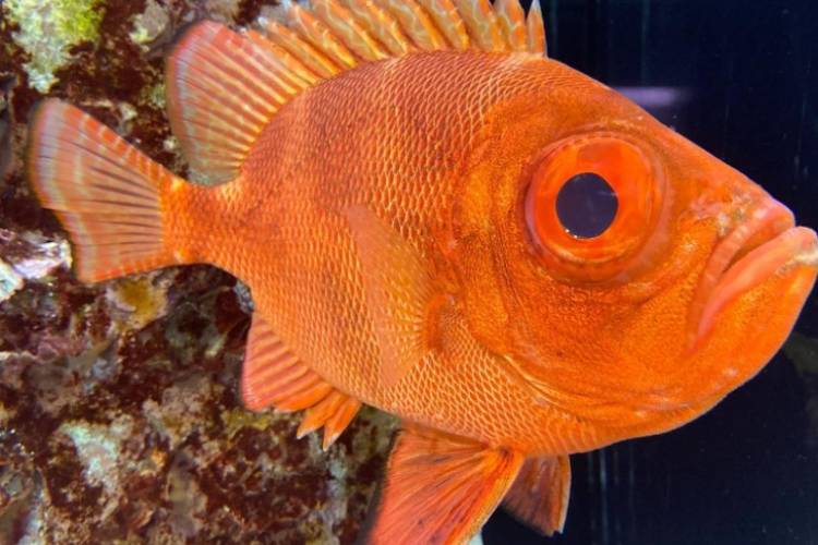 Rainy Day Activity: Visiting the Alabama Aquarium