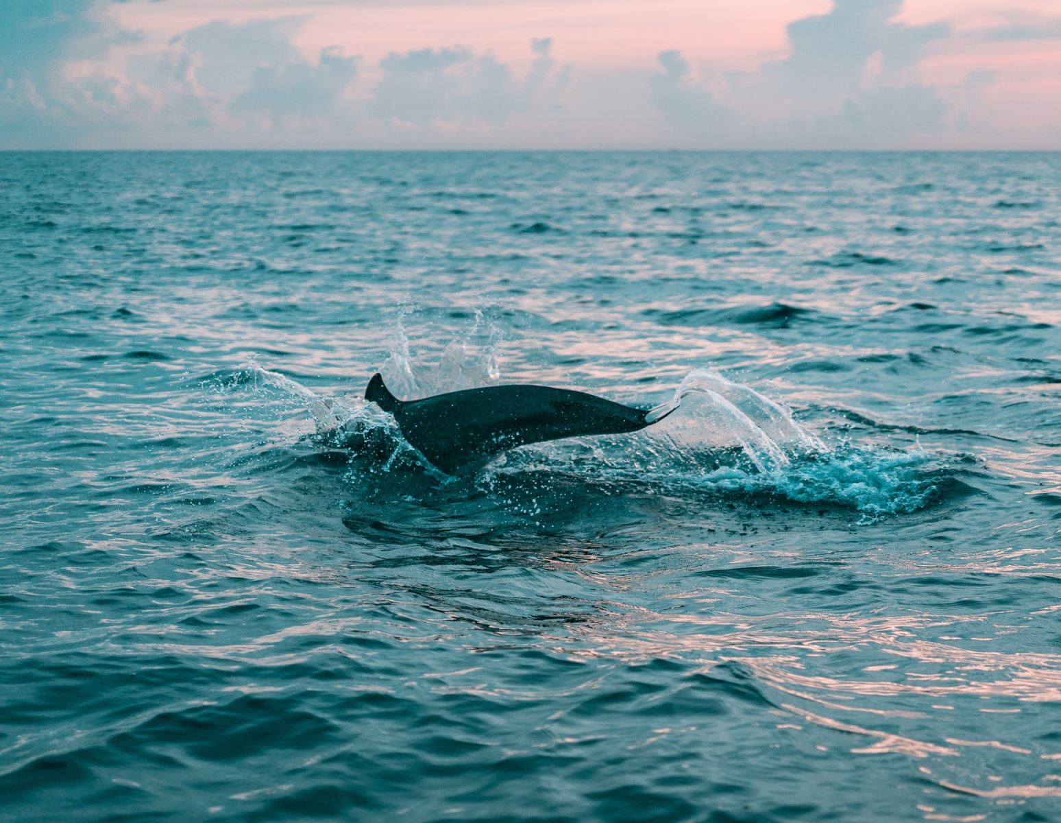Captiva & Sanibel Island Tours and Rentals