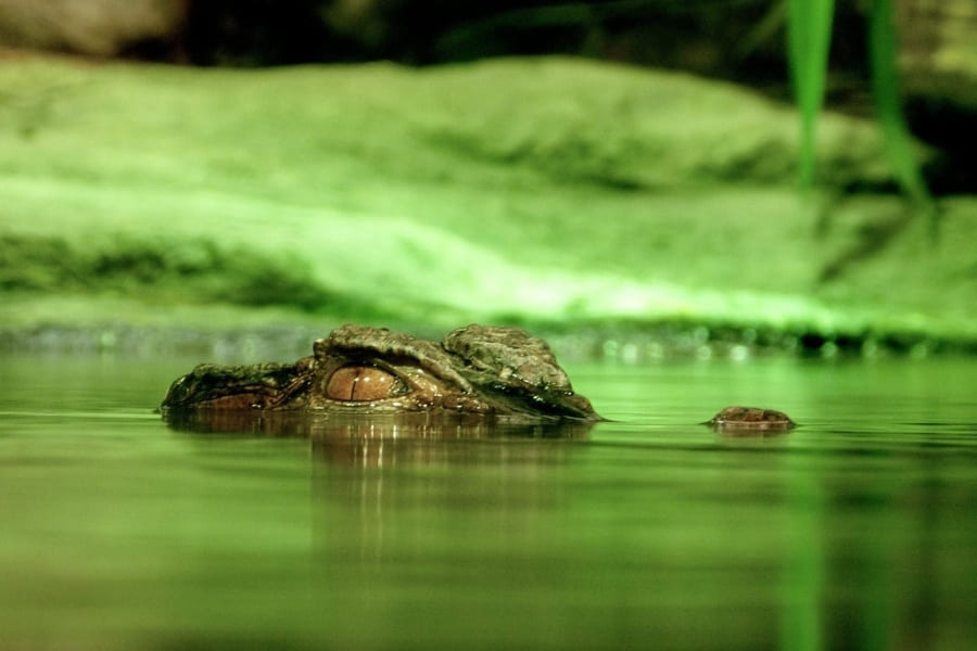 Captiva and Sanibel Island Parks and Wildlife