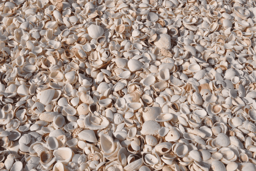 Things to do in Captiva & Sanibel Island