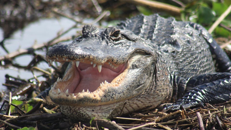 Everglades Day Safari