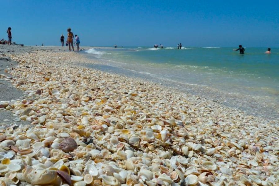 Turner-Beach-Shells Turner Beach