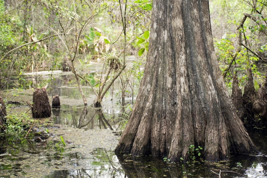 Six-Mile-Cypress-Slough-Preserve Six Mile Cypress Slough Preserve