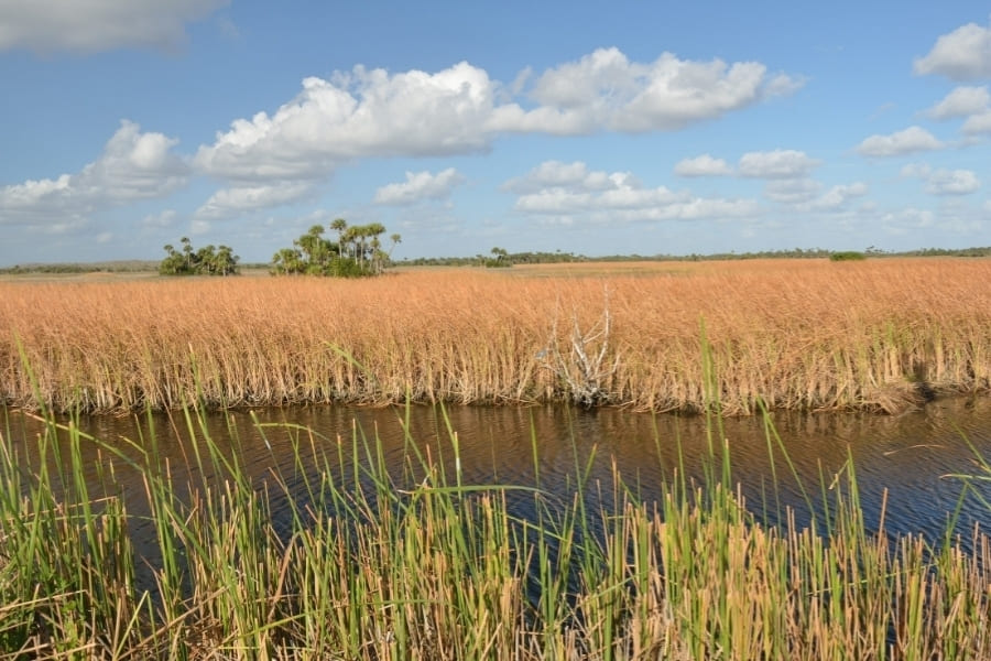 Big-Cypress Big Cypress National Preserve