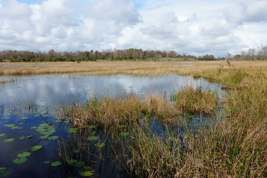 Marsh-Watershed-in-Florida Corkscrew Regional Ecosystem Watershed (CREW) Wildlife and Environmental Area