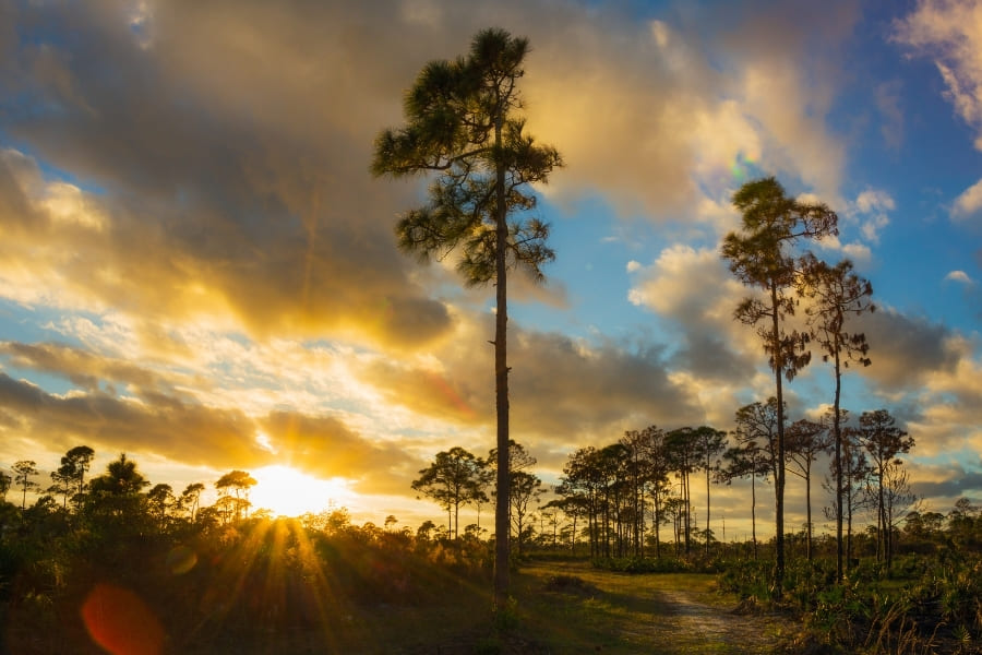 Estero-Bay-Preserve-State-Park Estero Bay Preserve State Park