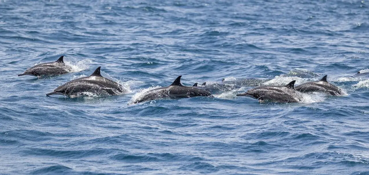 Sanibel Island Dolphin Tours | Dream Vacation Rentals