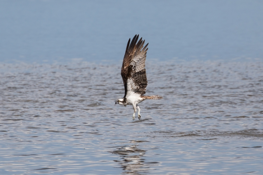 J-N-Ding-Darling-National-Wildlife-Refuge J.N.