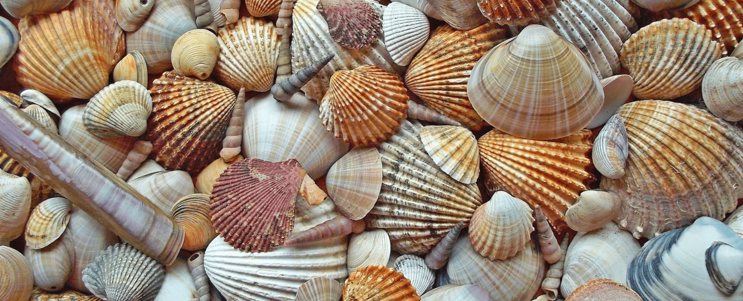 The Seashell Capital of the World: Sanibel Island in Florida