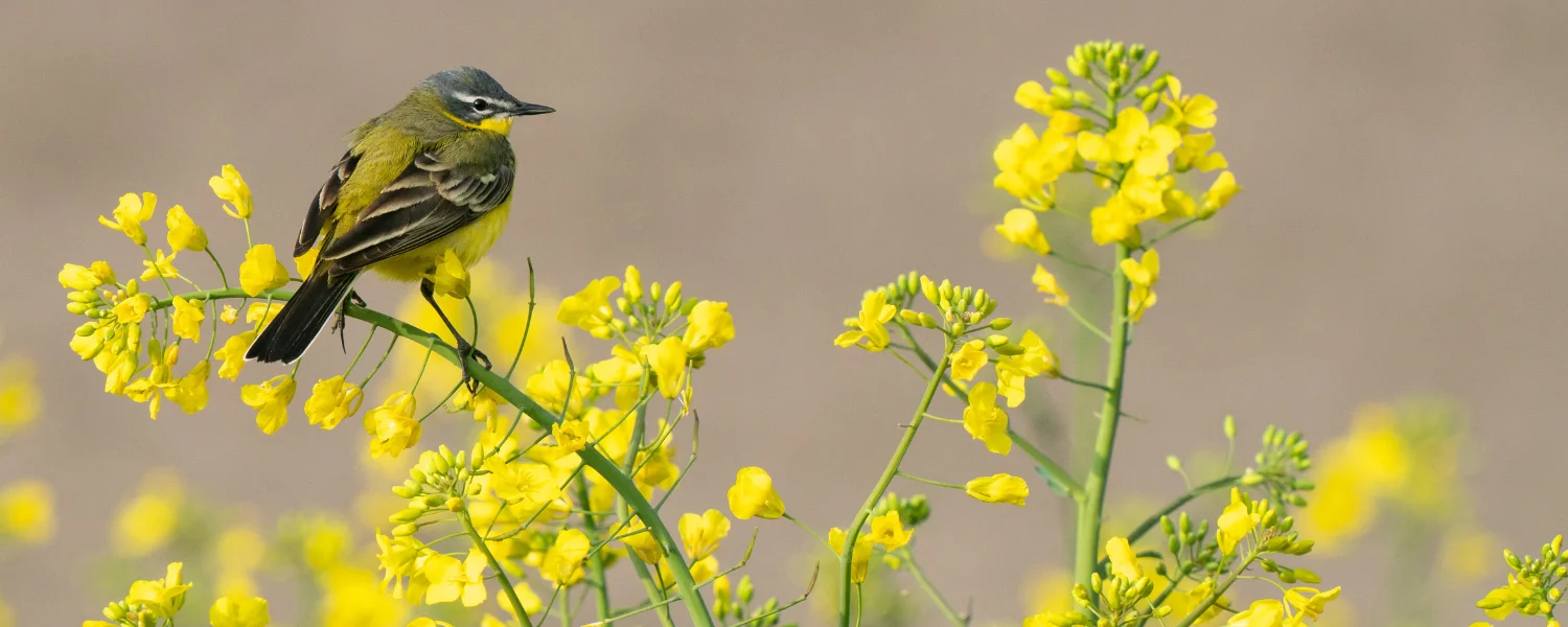 Where to Find the best Wildlife Spots Near Fort Myers Florida