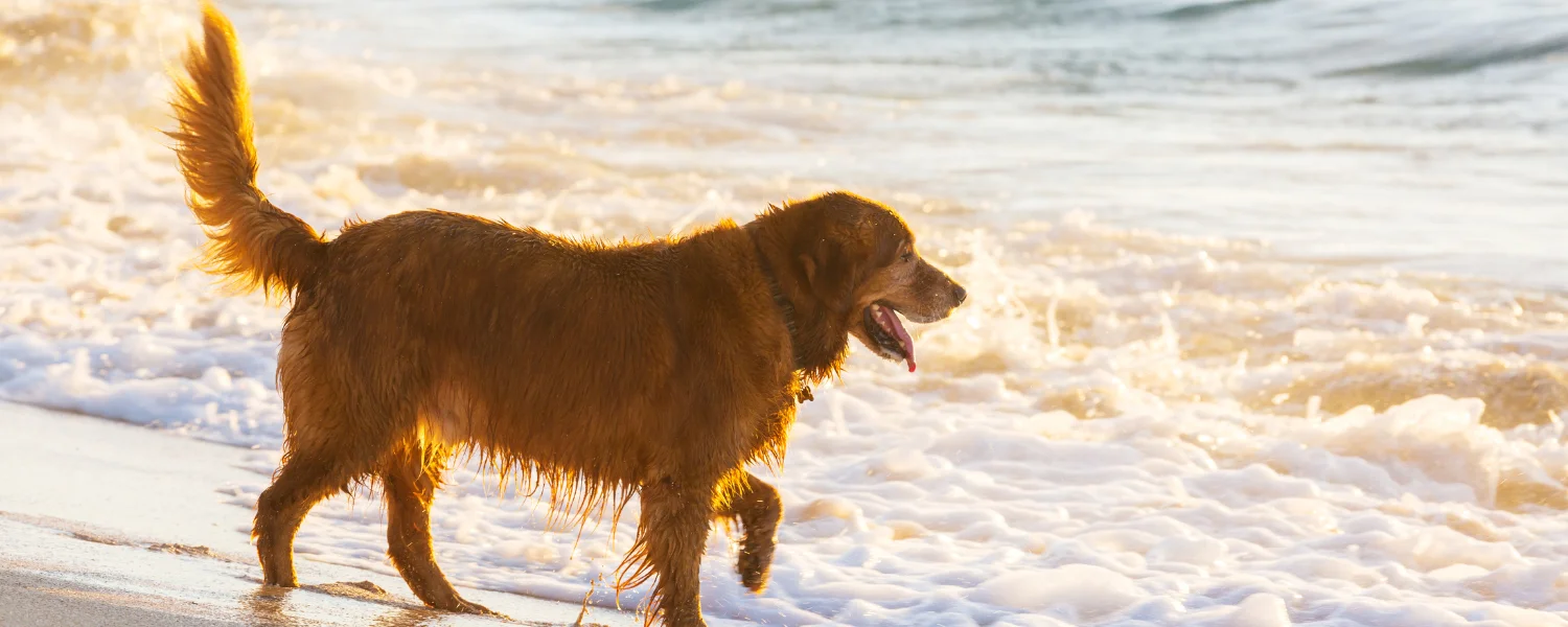 Pet-Friendly Things to Do on Sanibel Island – Dream Vacay Blog