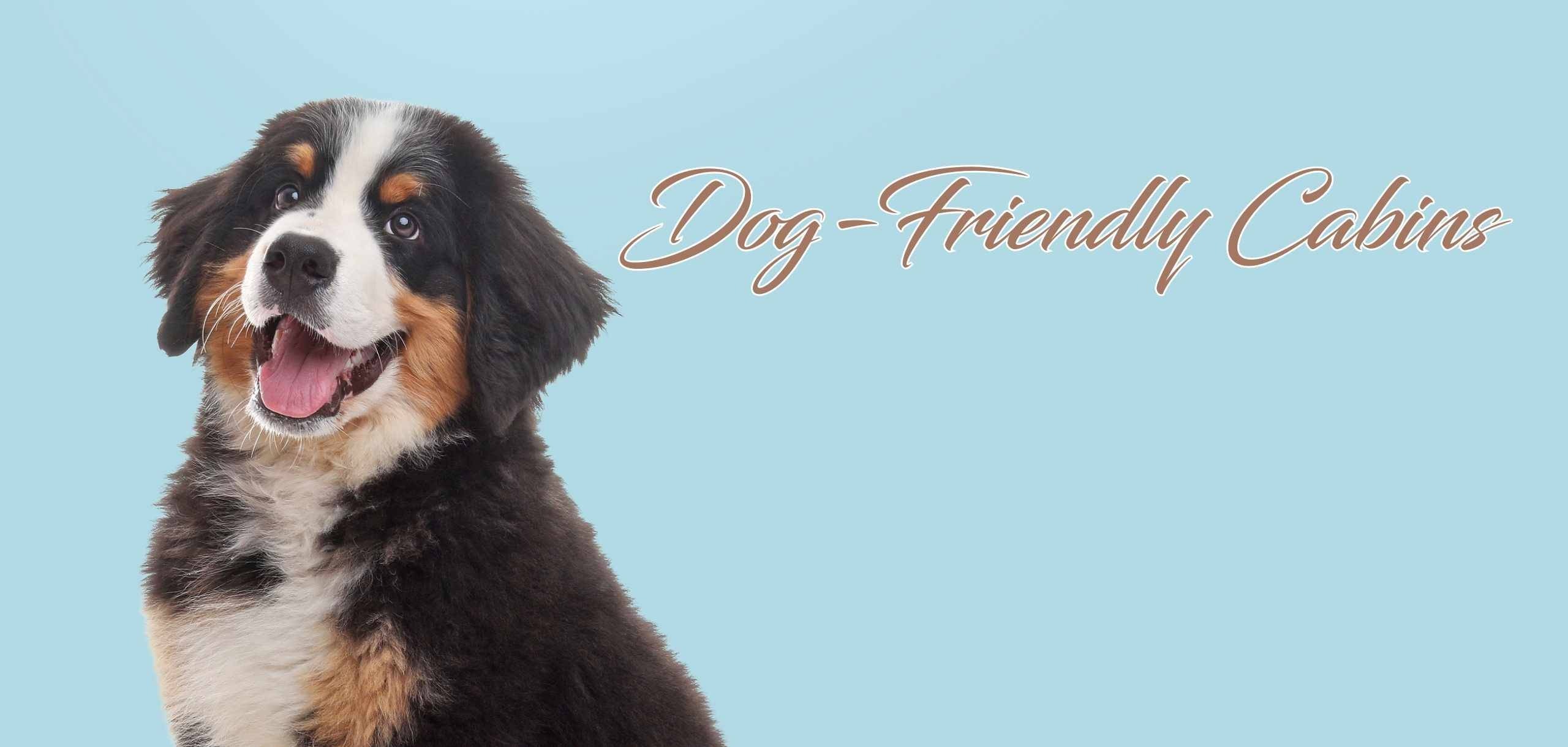 Dog-Friendly Cabin Rentals Fence In Amenities"