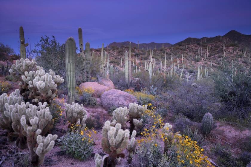 saguaro national park
