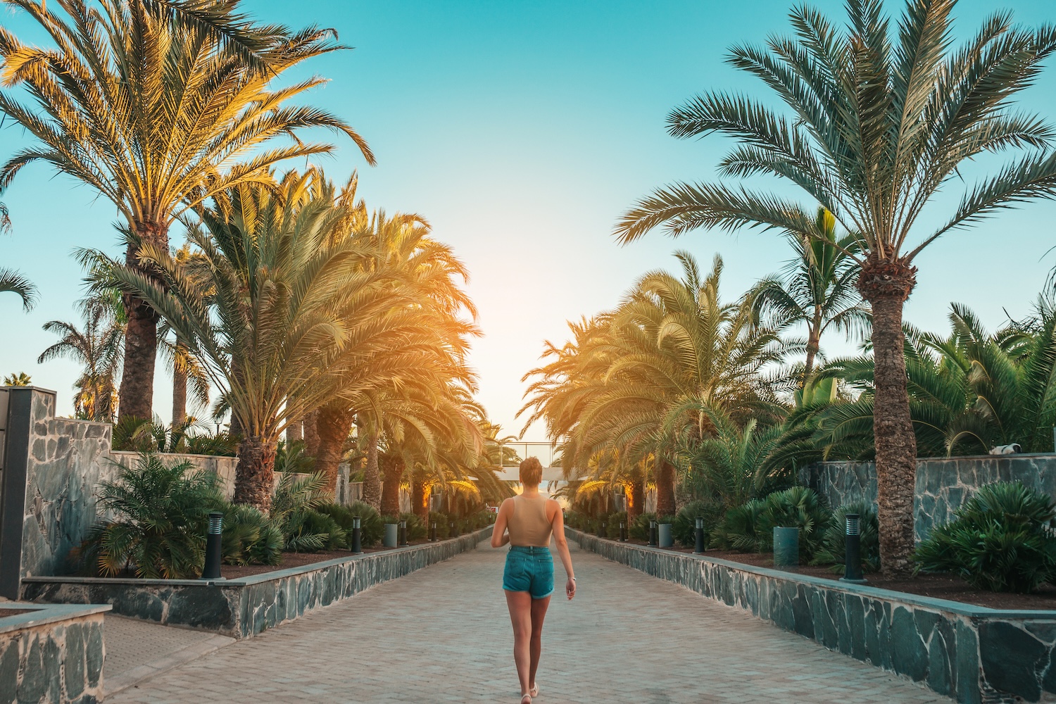 palm trees lining walkway in Miami Beach