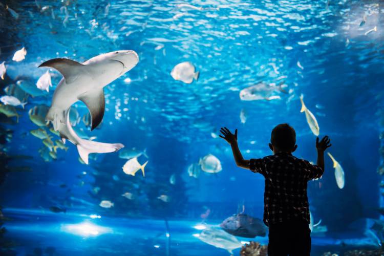 South Carolina Aquarium
