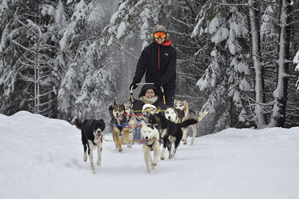 Aspen Dog Sledding Tours