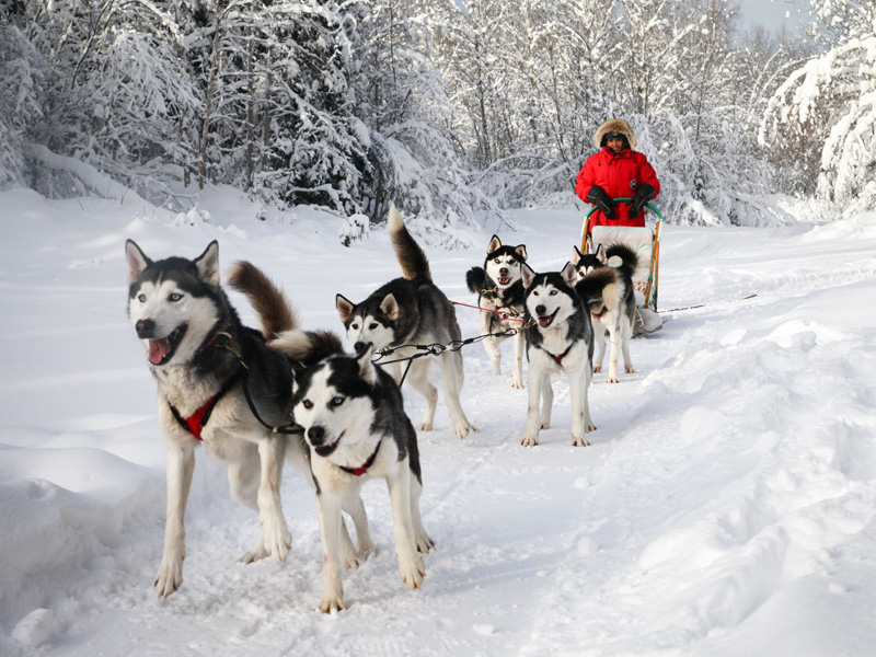 Snowmass Dog Sledding