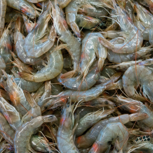 Brown Shrimp Holden Beach Fishing