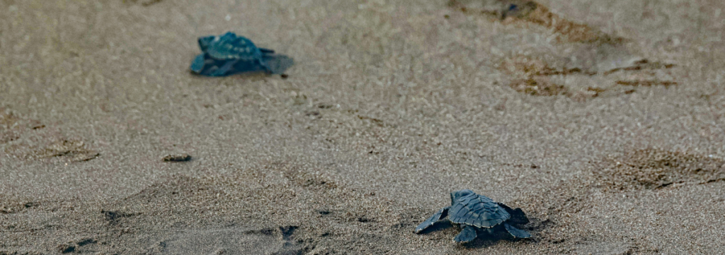 Holden Beach Sea turtles