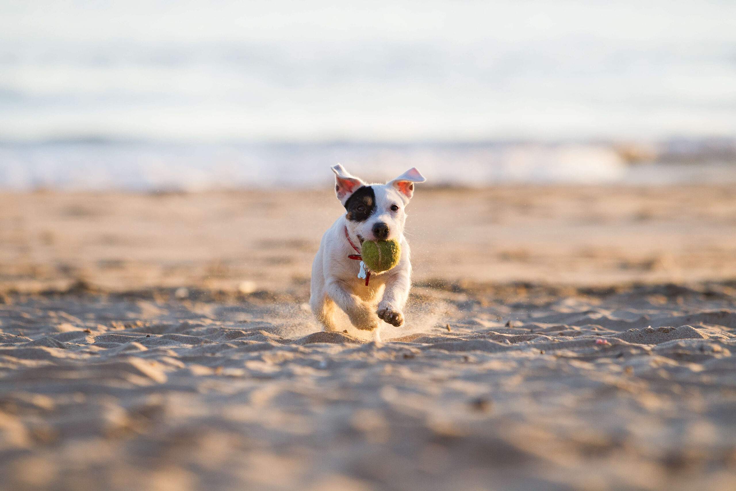 Pet-Friendly Santa Cruz Vacation Rentals: Tips and Recommendations