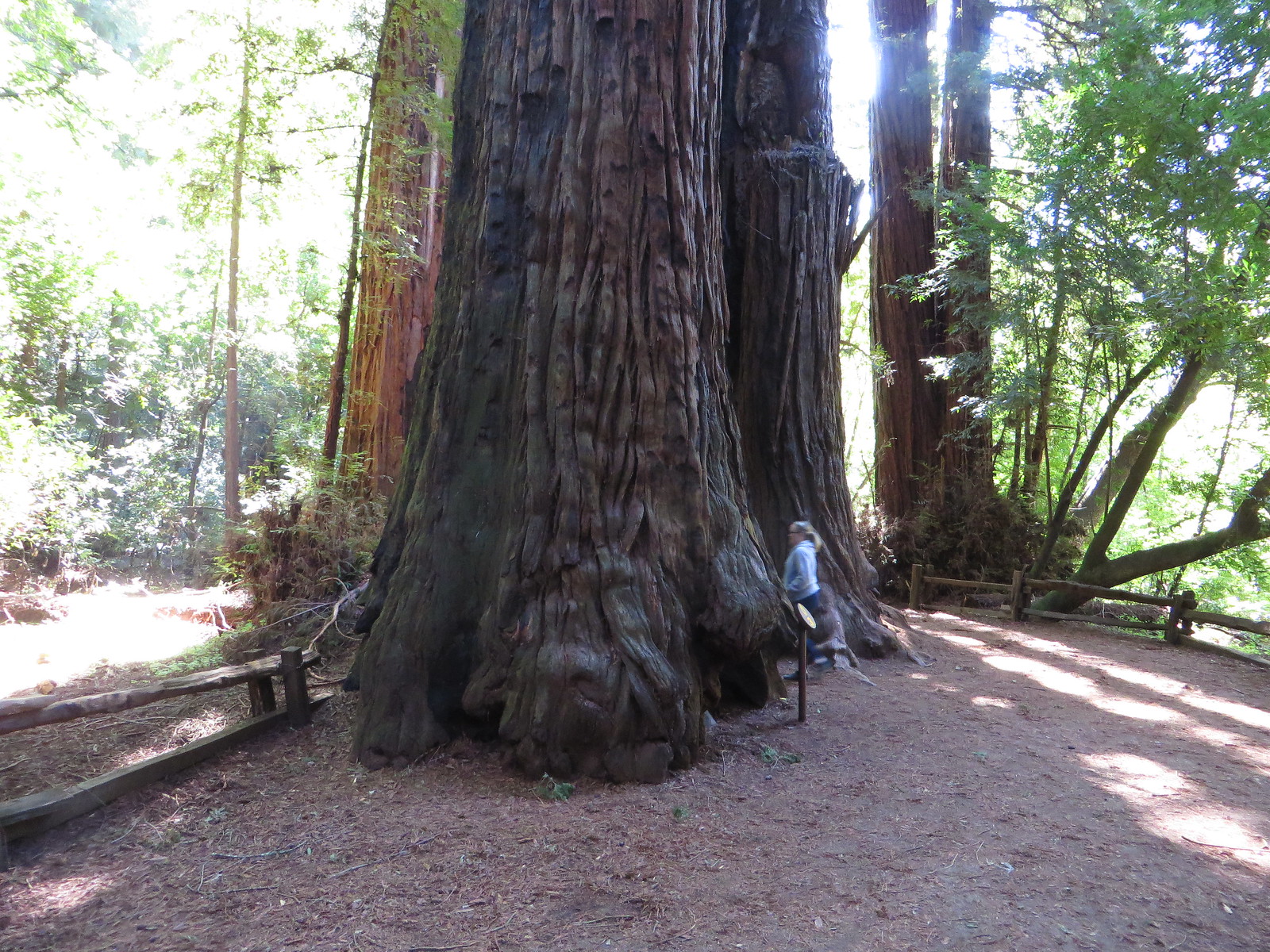 Embracing Tranquility: Exploring Santa Cruz County’s Redwood Retreats