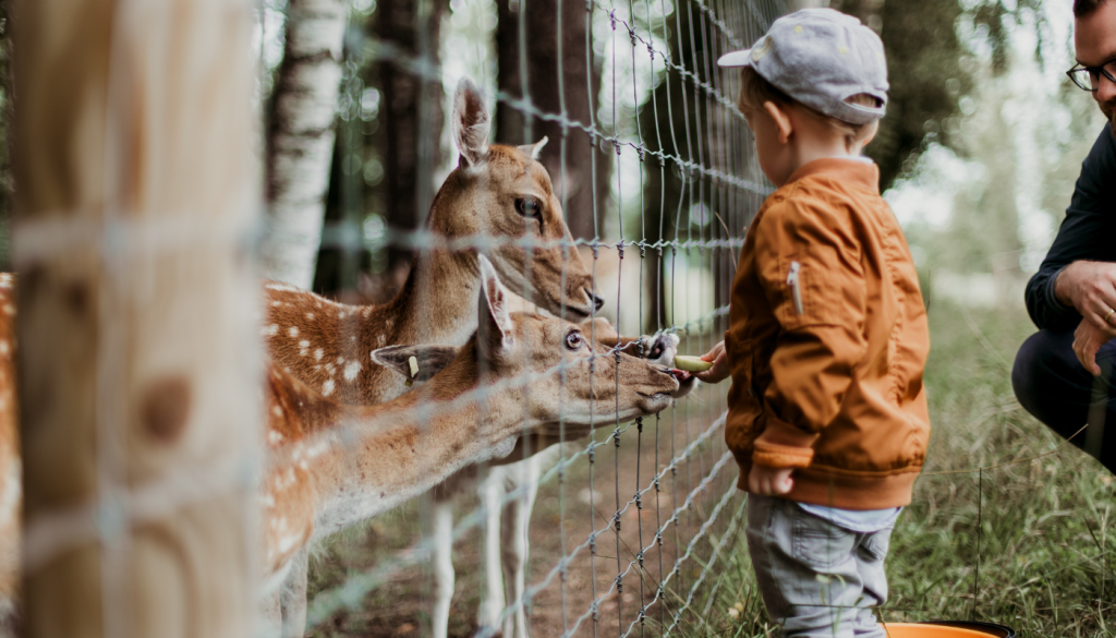 boy feeding a deer at the zoo