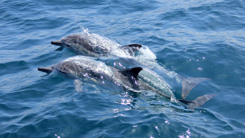 dolphins in gulf shores, alabama