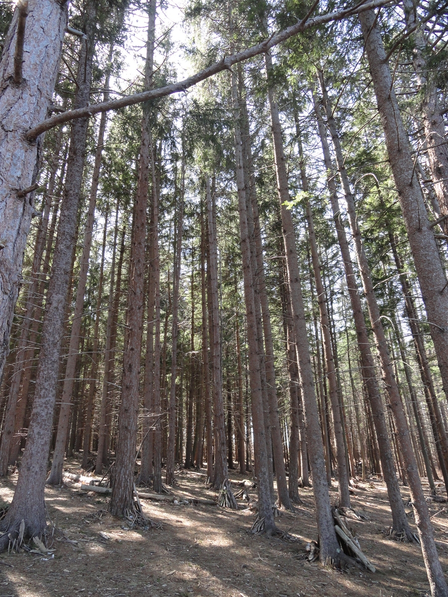 Best Running Trails Near Portland, Maine